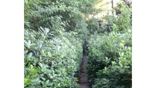 网曝都昌南山风景区路旁植物疯长遮住石阶 市民休闲游玩不方便