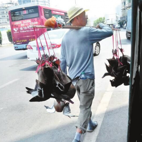 行商“野鸭”一肩挑 见人拍照撒腿跑