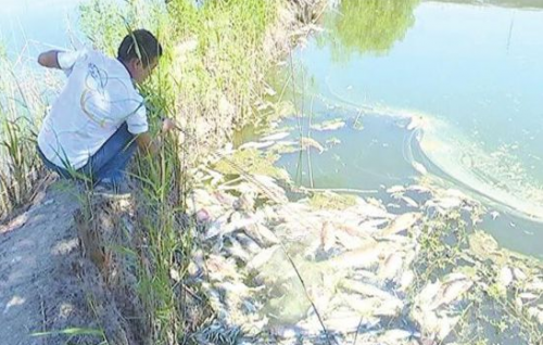 50多亩鱼塘大量鱼虾突然离奇死亡