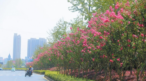 紫薇花开扮靓浔城道路