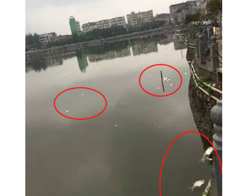 瑞昌柳湖公园再现大量死鱼 竟是天气惹的祸？