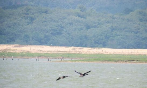 首批冬候鸟飞抵鄱阳湖