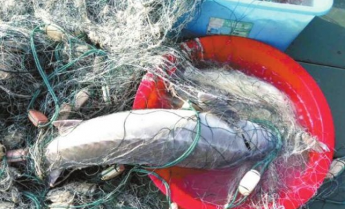 长江、鄱阳湖水域频现“清江鲟鱼”