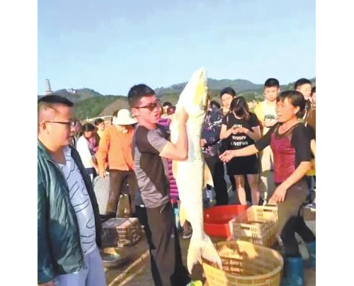 九江都昌一渔民捕获30公斤重大杆鱼