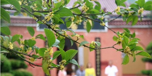 九江：桂花枝头吐蕊迎国庆 满城飘香醉游人