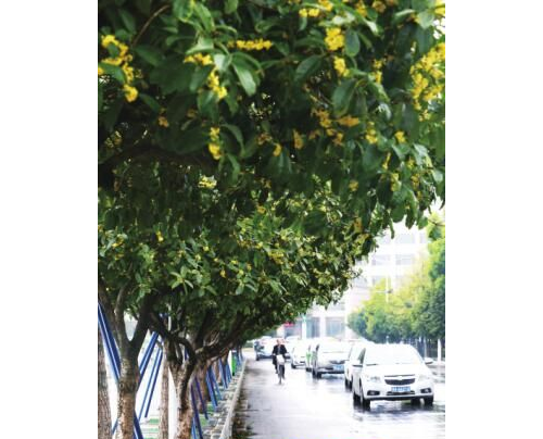 九江：迟开的桂花香满浔城 劝君文明赏花莫摧花