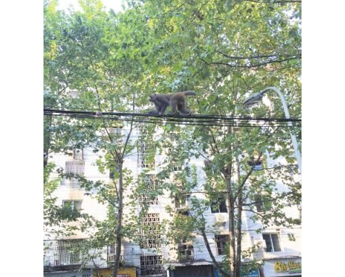 两只泼猴几天逛了半个九江