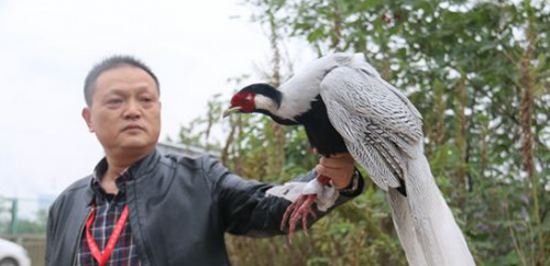 九江:漂亮大鸟闯进企业车间 原是国家二级保护动物白鹇