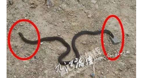 湖口市民山上发现罕见“两头蛇” 拍下照片后将其放生