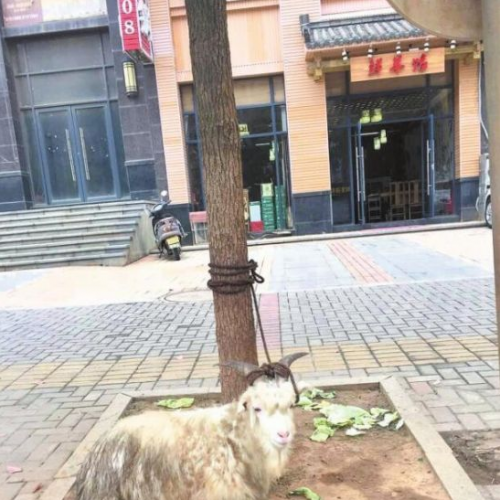 为打广告也是拼了 九江一商家将羊拴景观树上