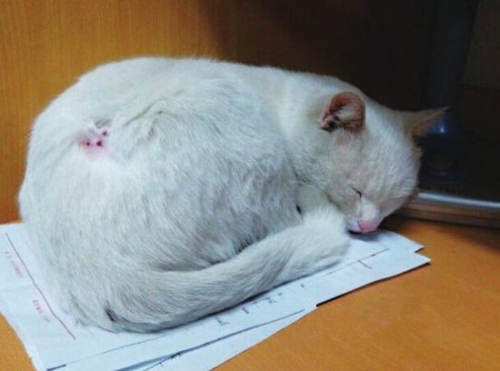 野猫攻击幼崽 家猫保护遭咬伤