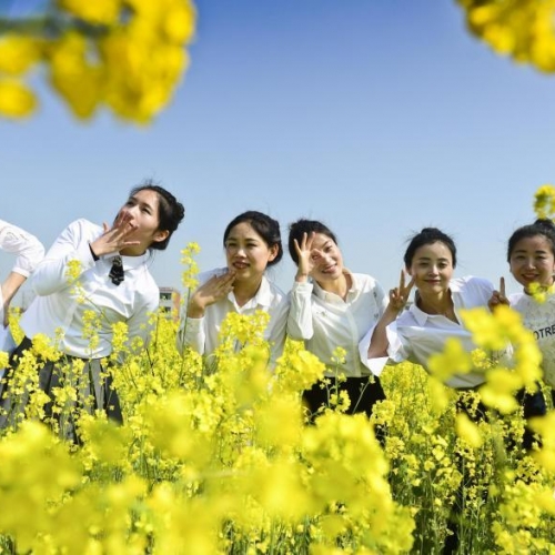 航拍九江县江洲万亩油菜花海！多图