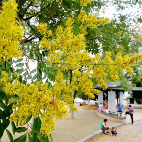 栾树花开 秋意渐浓