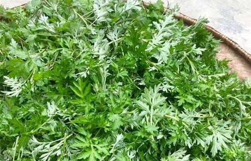 春暖花开蒿粑香 满满都是家乡的味道