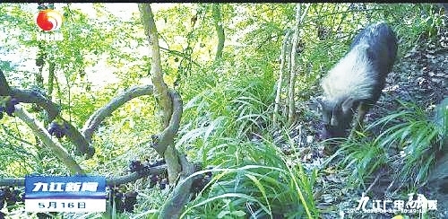 彭泽县桃红岭国家级自然保护区 鬣羚时隔12年再现身