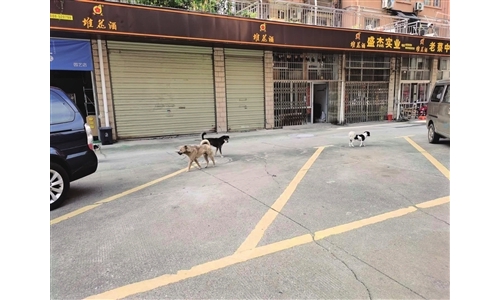 流浪狗犬吠扰民，园艺社区：网兜买好后捕捉