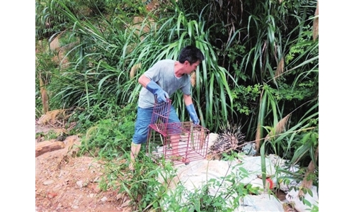 63只非法养殖的豪猪放生野外