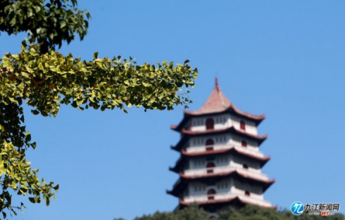想去观禅意？九江千年古寺银杏树最佳观赏期还需等等