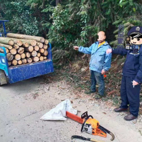 现实版“光头强”？九江破获一起盗伐林木案