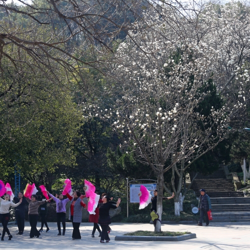 浔城：春风徐来 百花渐放