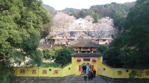 九江：山寺樱花漫天飞 游人如织踏春来