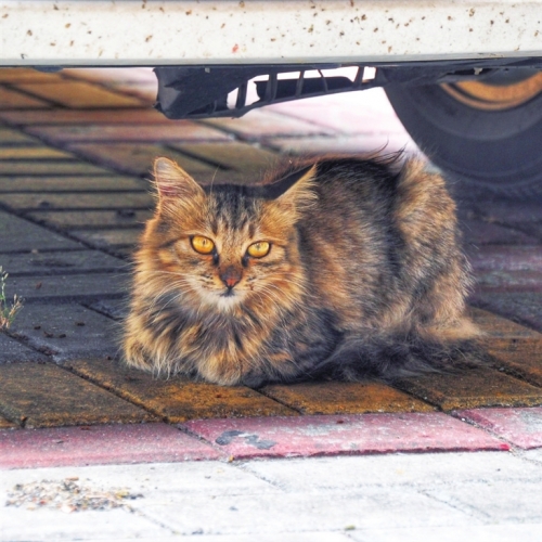 九江各小区流浪猫泛滥 难题如何破解？